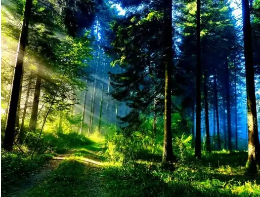 Examples-Of-Natural-Environments