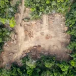 Deforestation