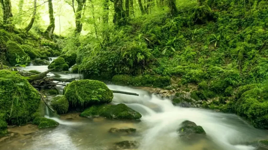 Importance-of-the-natural-environment-