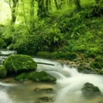 Importance-of-the-natural-environment-